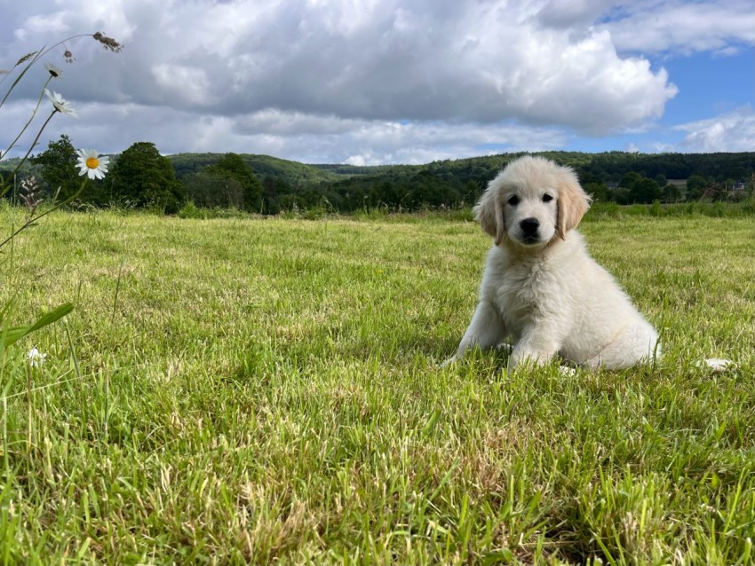 a white dog sitting in a grassy field