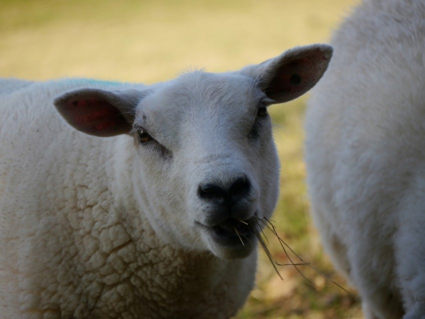 a close up of two sheep in a field aN6Kpn93s