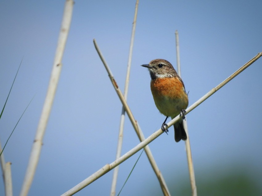 a small bird sitting on top of a tree branch