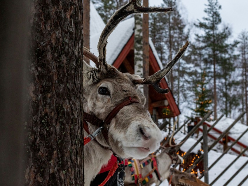 a reindeer wearing a harness standing next to a tree