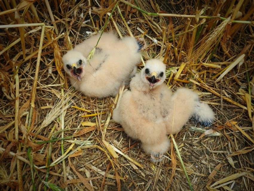 a couple of small white animals laying on top of dry grass