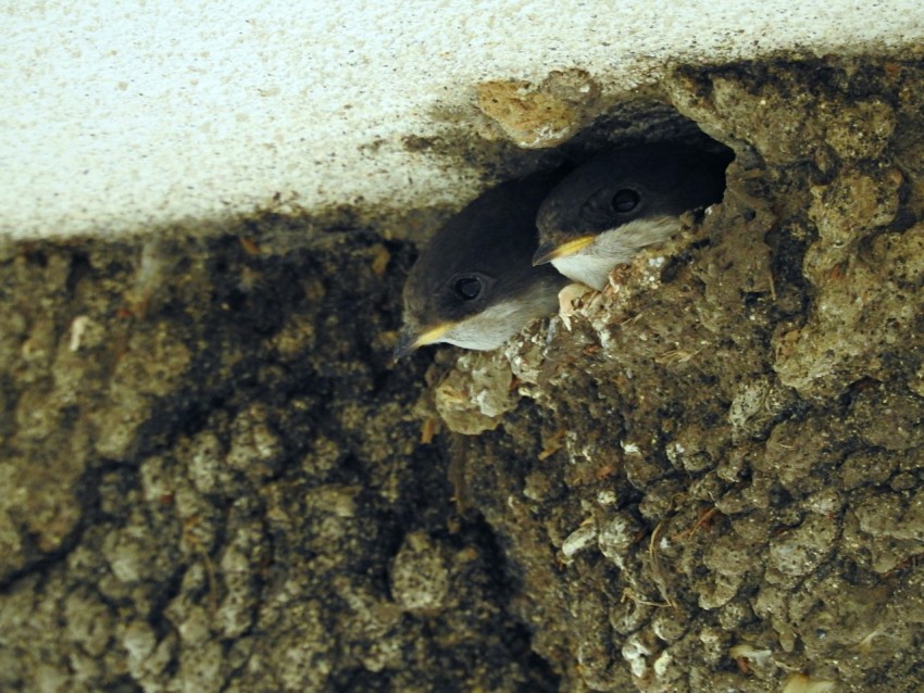 a small bird is poking its head out of a hole