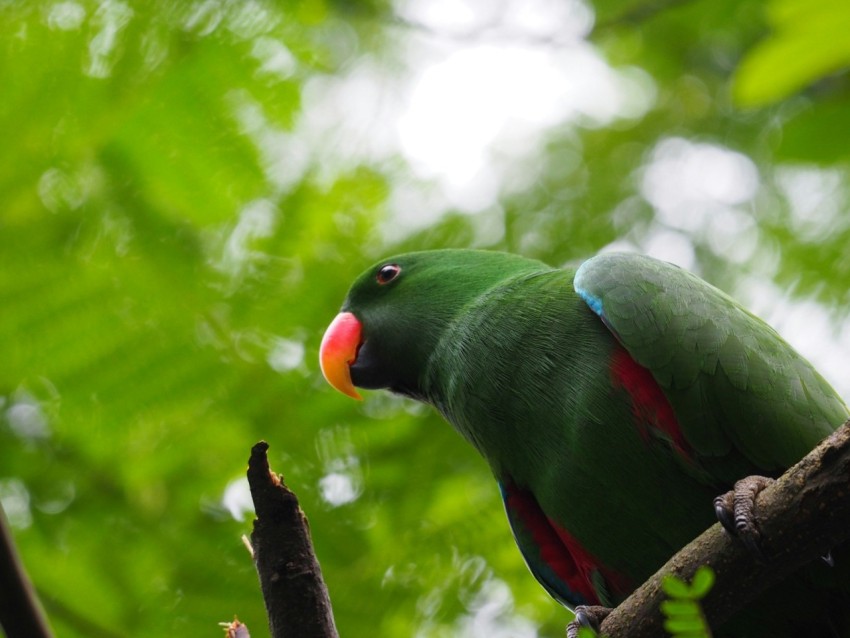 alexandrin parakeet on twig