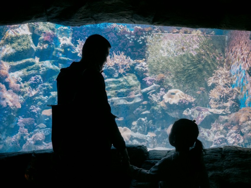 a man and a little girl looking at an aquarium