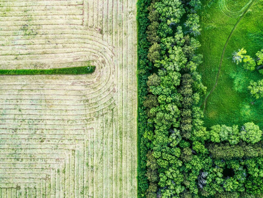 aerial view of trees near field