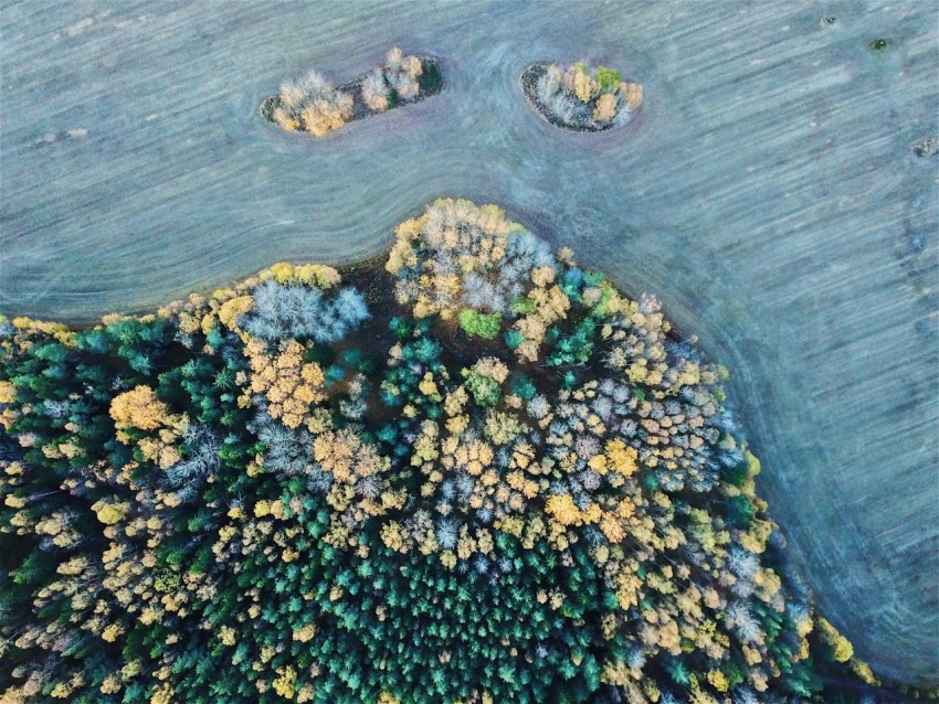 birds eye view of trees