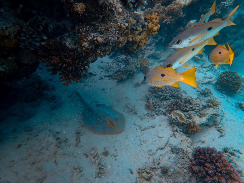 fishes underwater