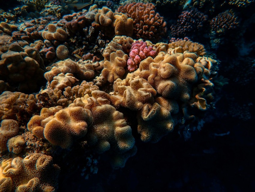 brown coral reef in fish tank