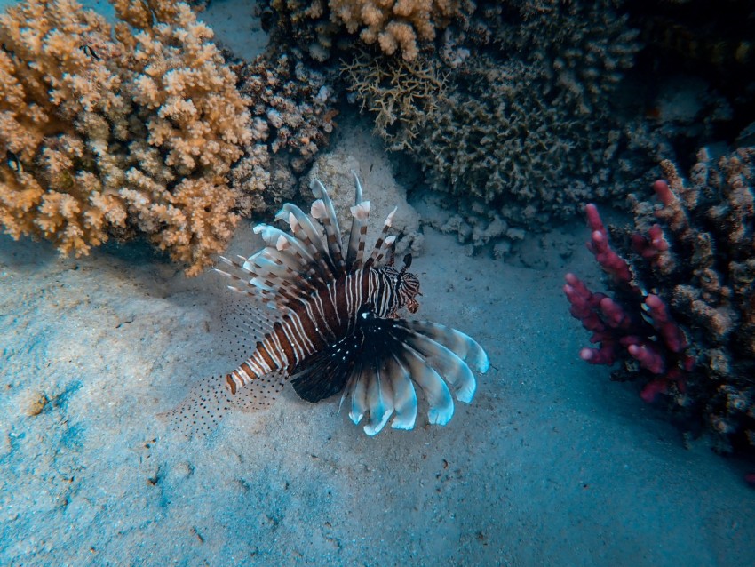 lion fish photograph