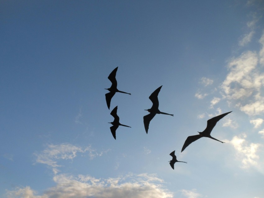 five silhouette of birds flying on sky oLUFZx