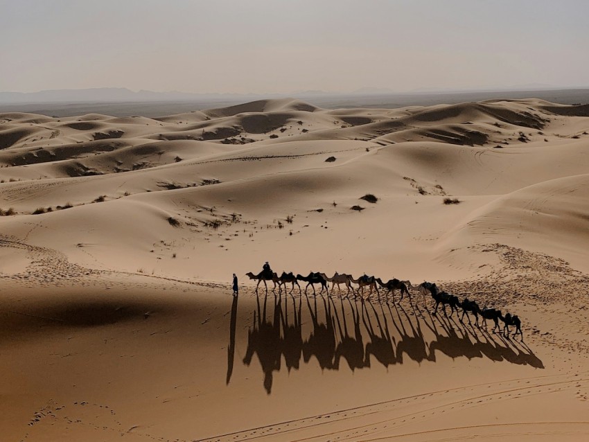 camels on sand during daytime