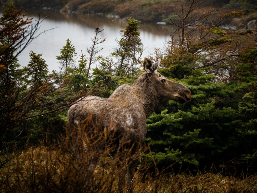 brown deer on green grass field near lake during daytime