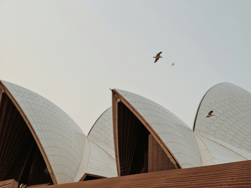 low angle photography of three birds flying over the building during daytime