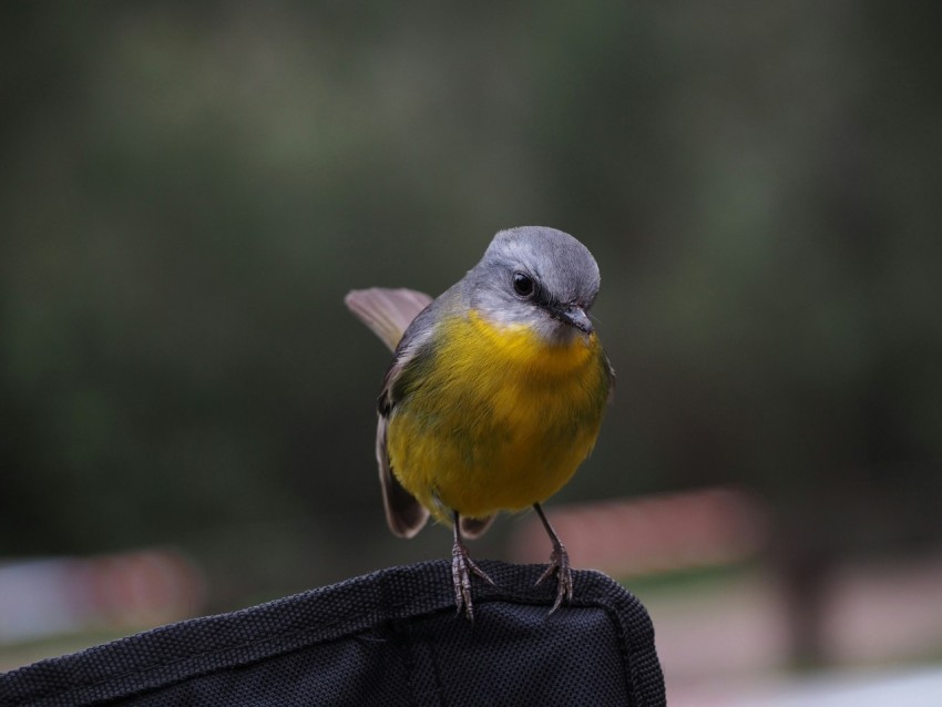 short beaked gray and yellow bird chirping on black textile