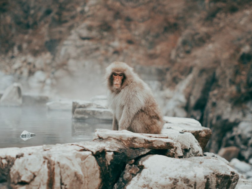 brown monkey sitting on rock during daytime pwWePiEq