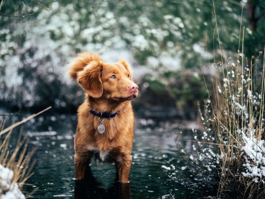 short coated brown dog on body of water