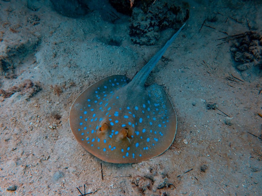 gray stingray underwater