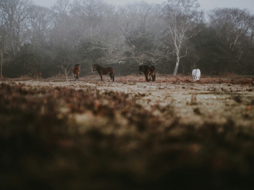 three brown horse near green leafed trees