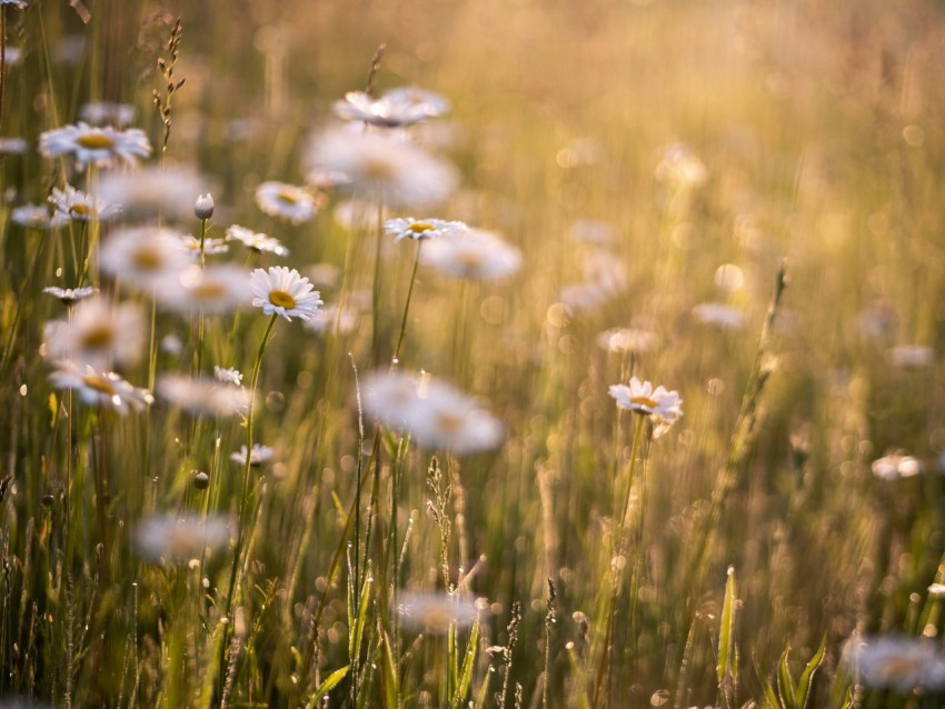 white petaled flower field during daytime Zc