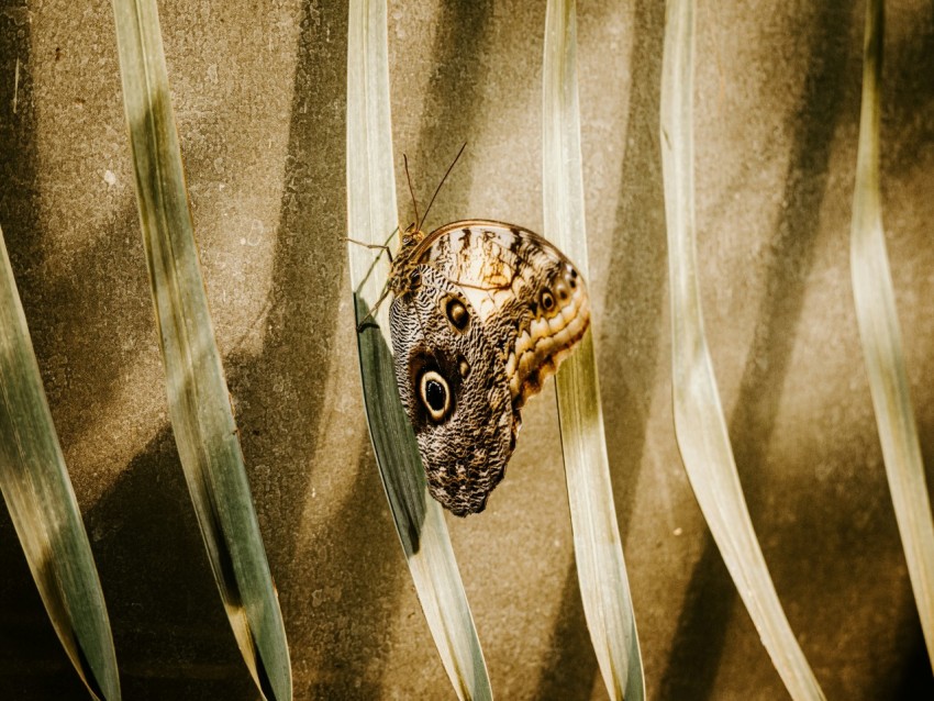 brown butterfly