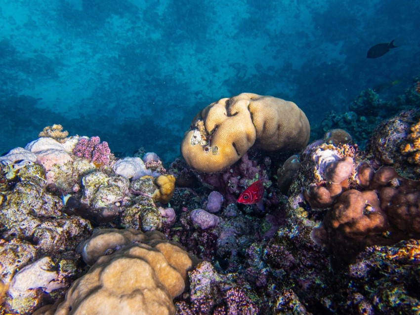 a colorful coral reef with a fish in the background  rq7V3i