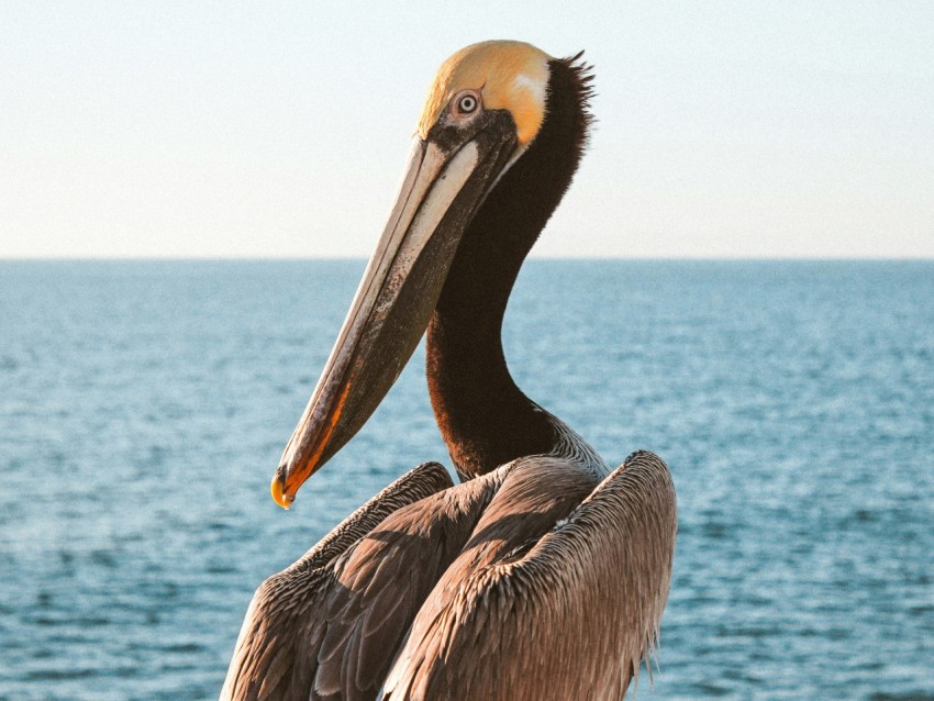 shallow focus photo of pelican