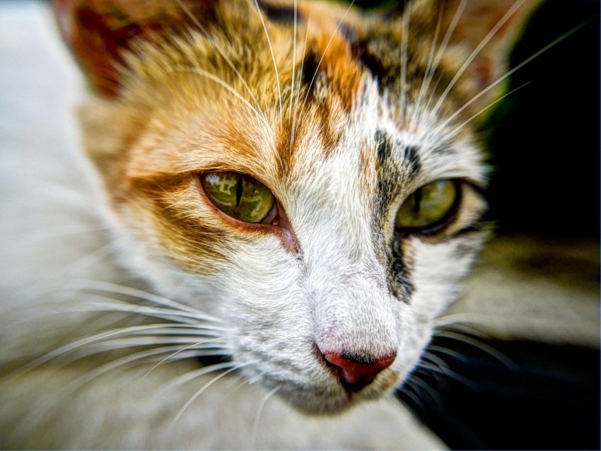 cats face in shallow focus lens