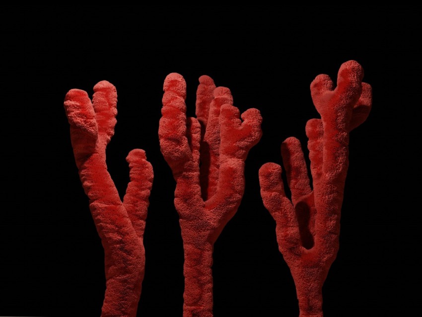 a group of red corals against a black background