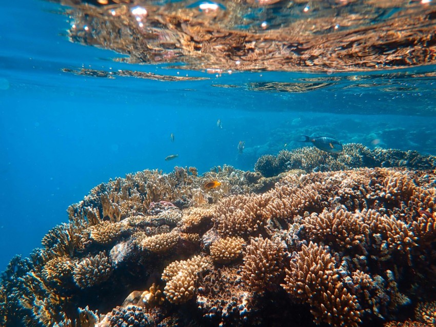 corals underwater