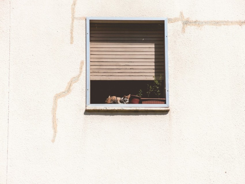 two green leafed plants in white wooden framed window