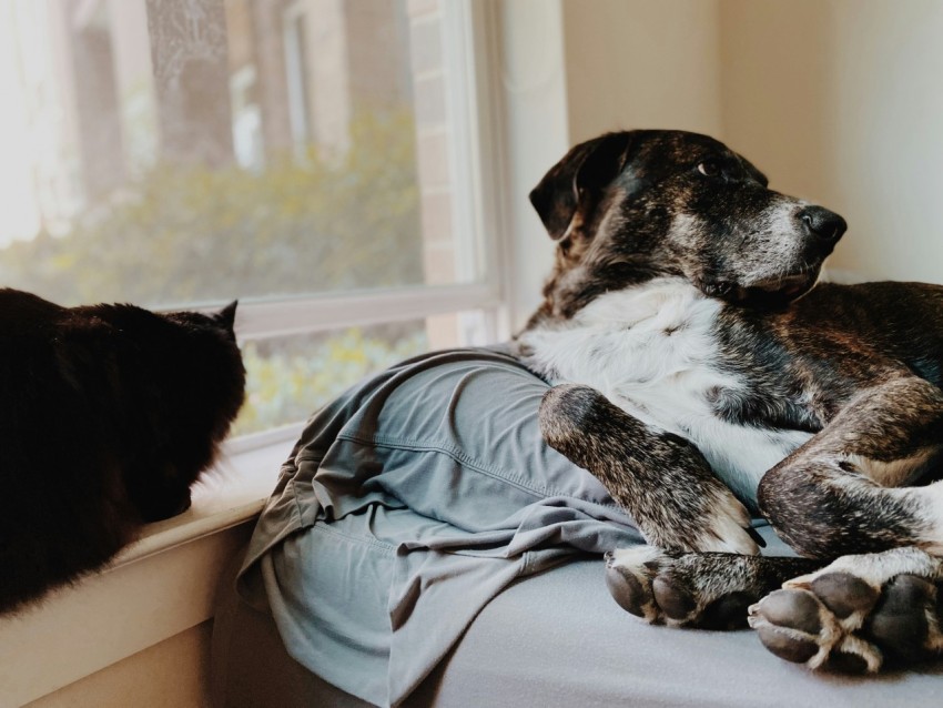 a dog lying on a blanket