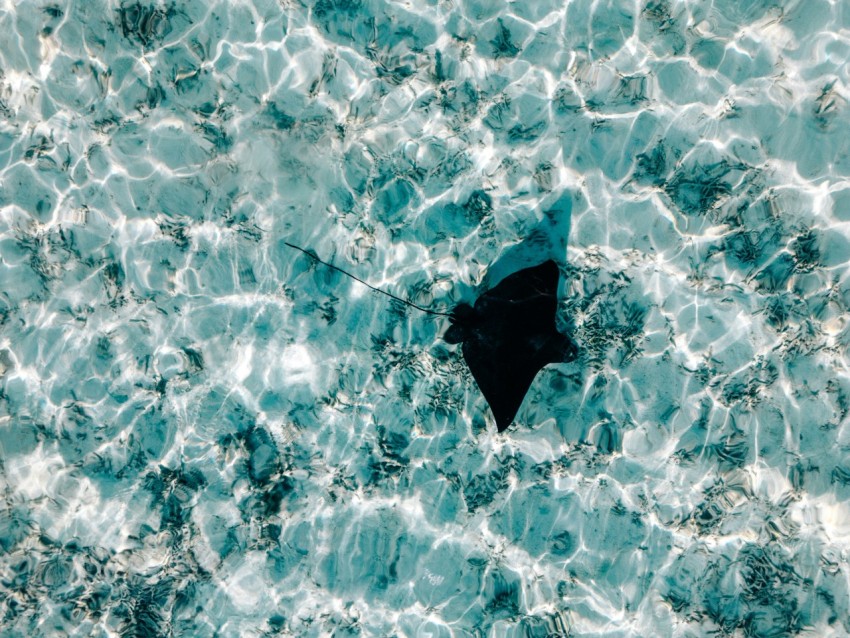 a black object floating on top of a body of water fWOzO