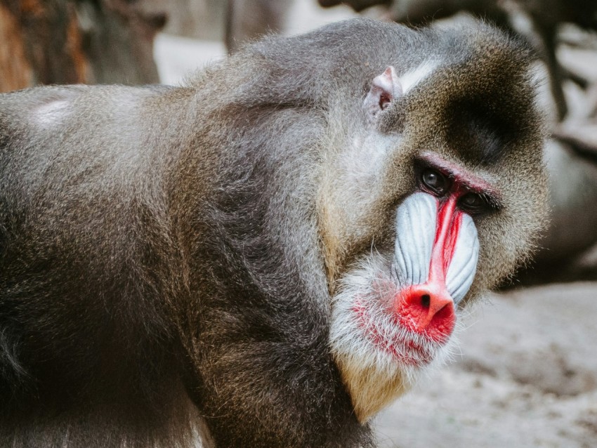 gray baboon