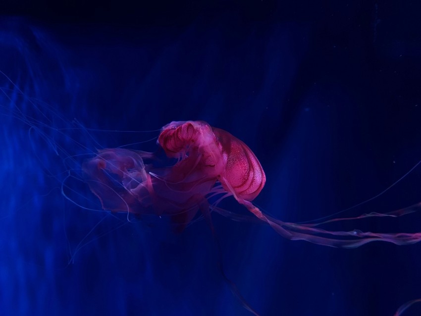 jellyfish underwater photo