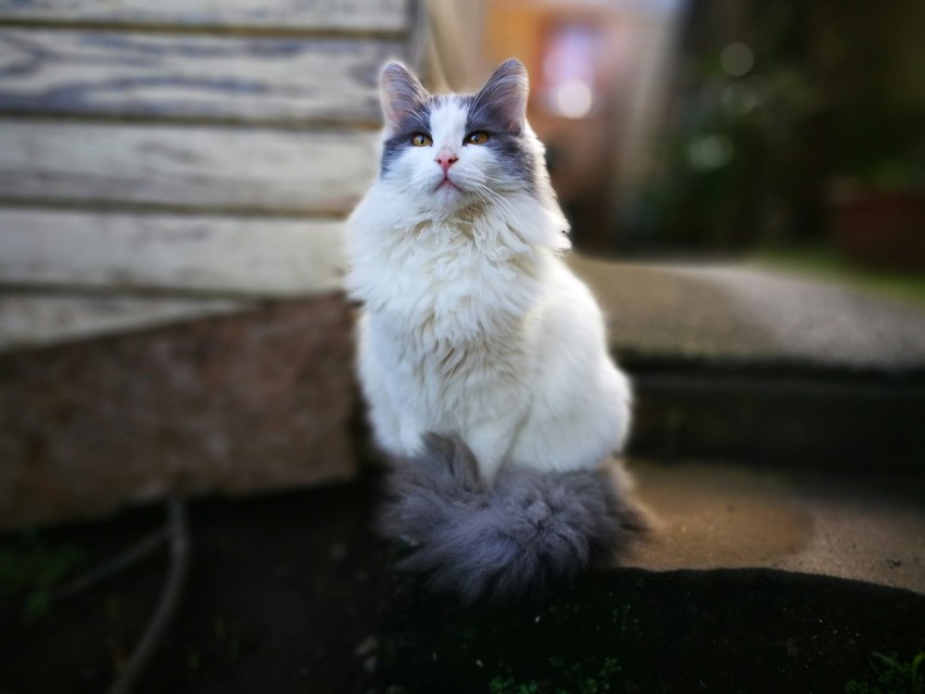 sitting white and gray cat on brown surface a6Q