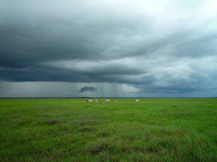 animals on green field under cloudy sky 19tQv51x4