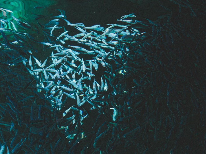 school of fish in body of water _i3K3