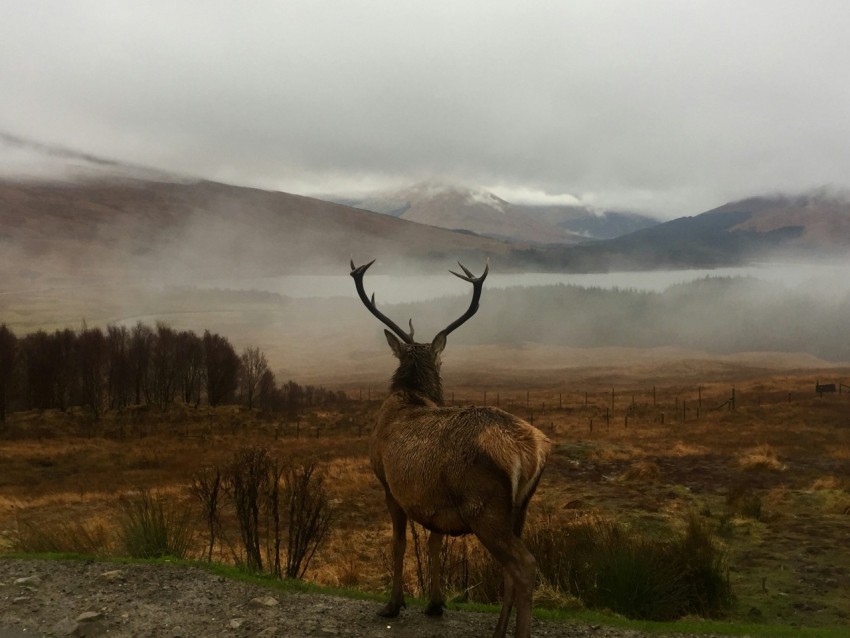 deer on hill in forest