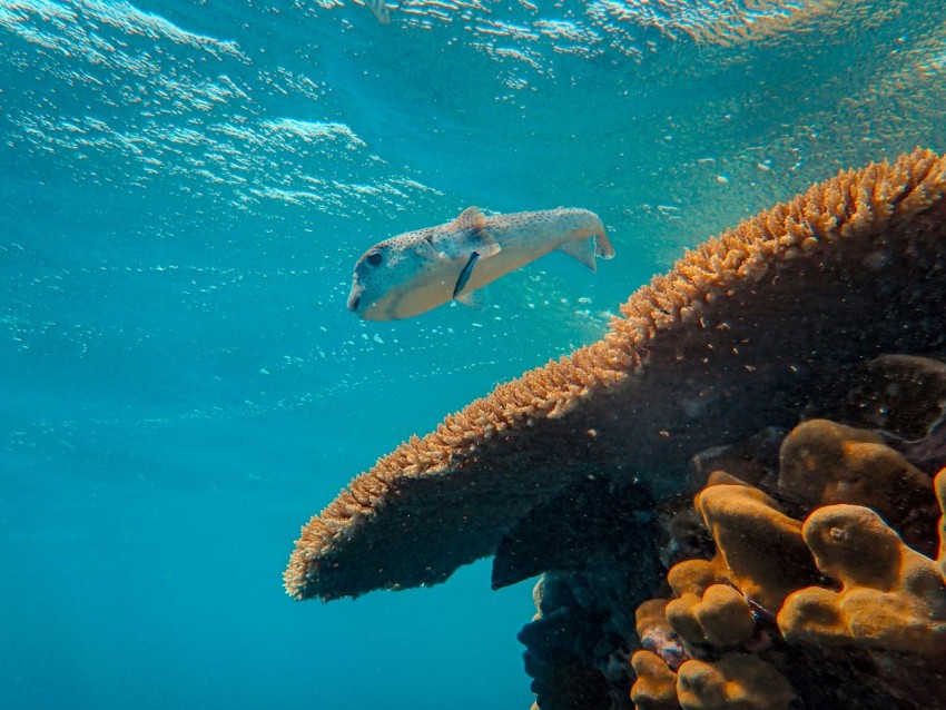 gray fish beside coral in sea