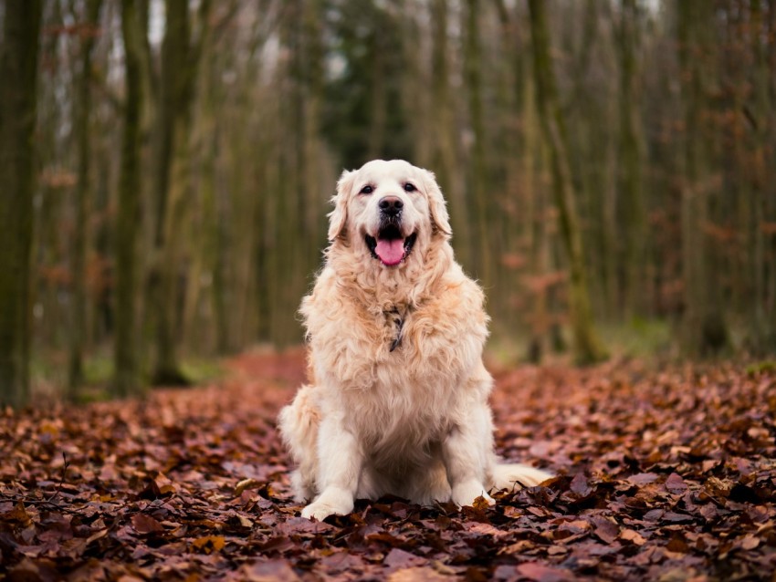 long coated tan dog standing on brown leaves lot