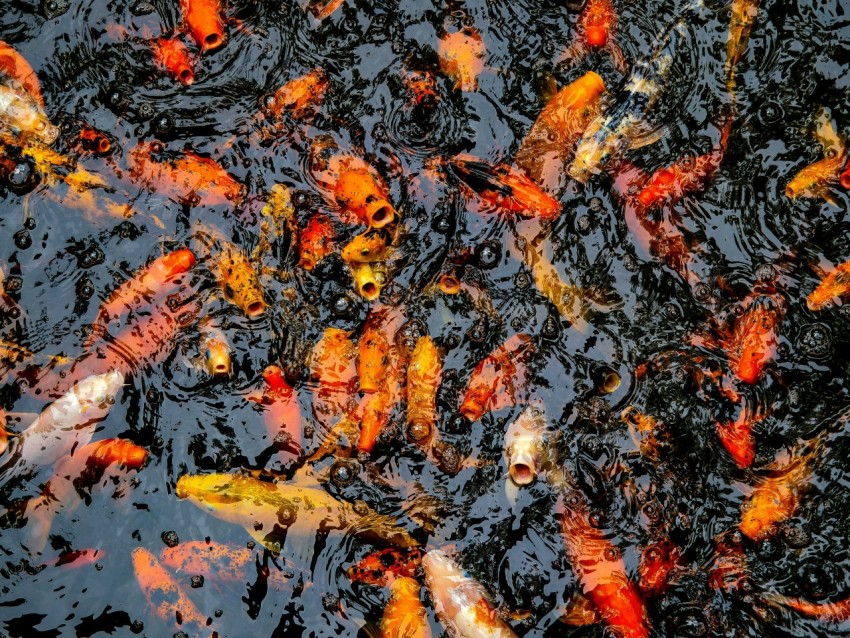 school of koi fish on body of water U8