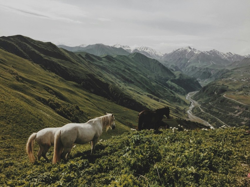 two white and one brown horses on green leafed plants kGD