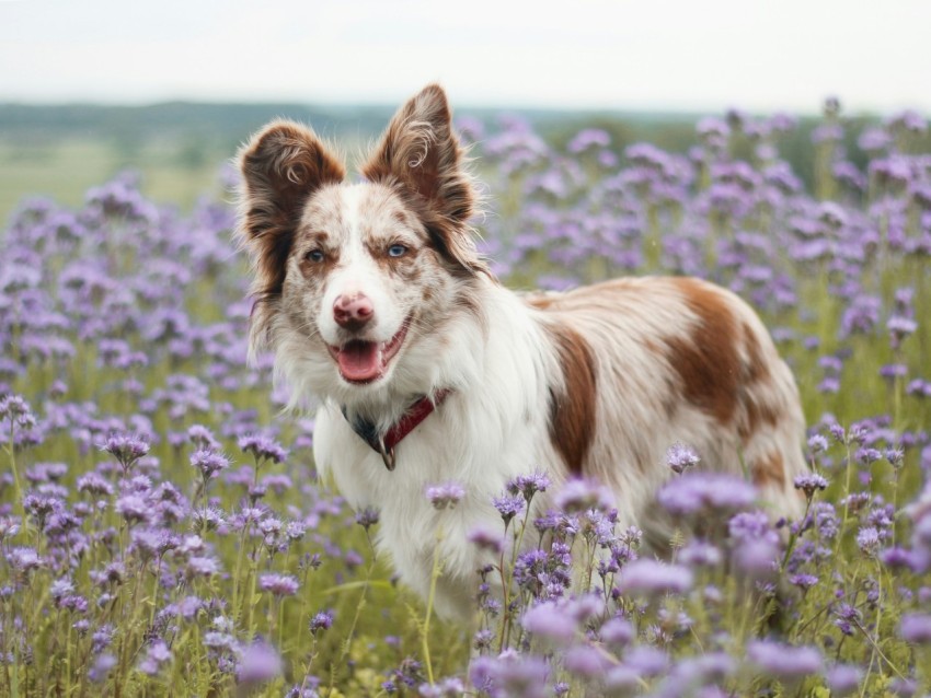 a dog standing in a field of purple flowers