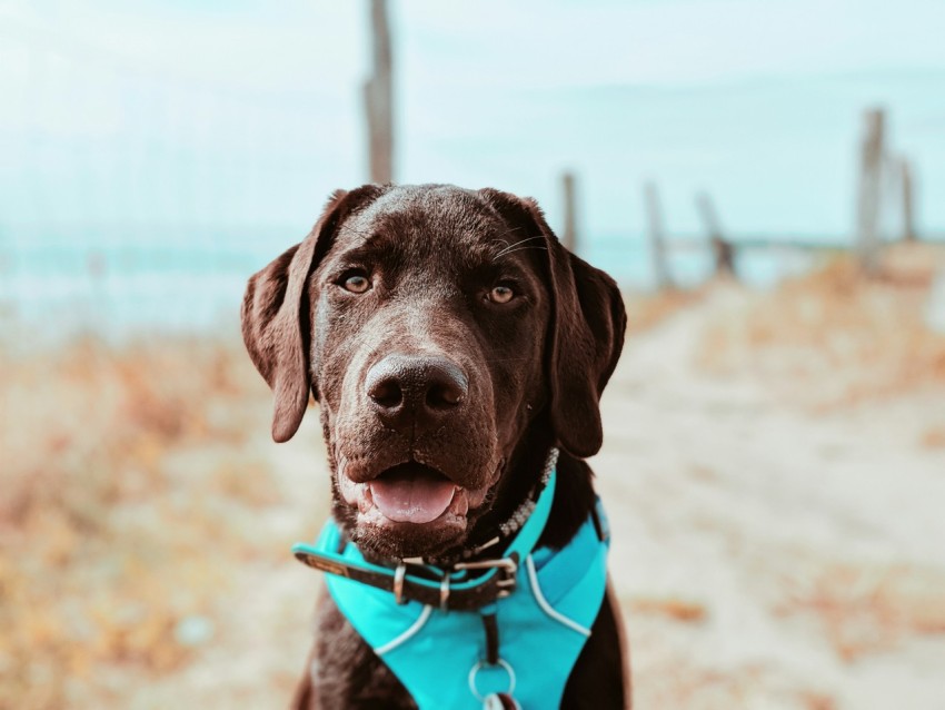 short coated tan dog wearing blue collar 3K0