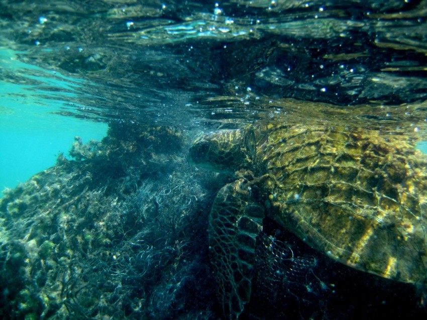 brown turtle on water