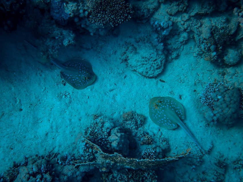 fish underwater