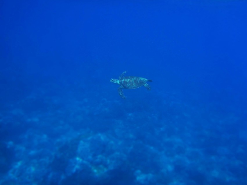 green sea turtle swimming underwater