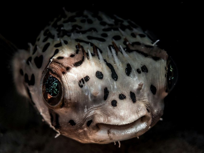 macro photography of white and brown spotted fish eN