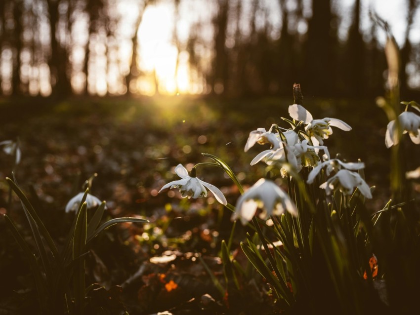 a group of white flowers sitting on top of a forest floor