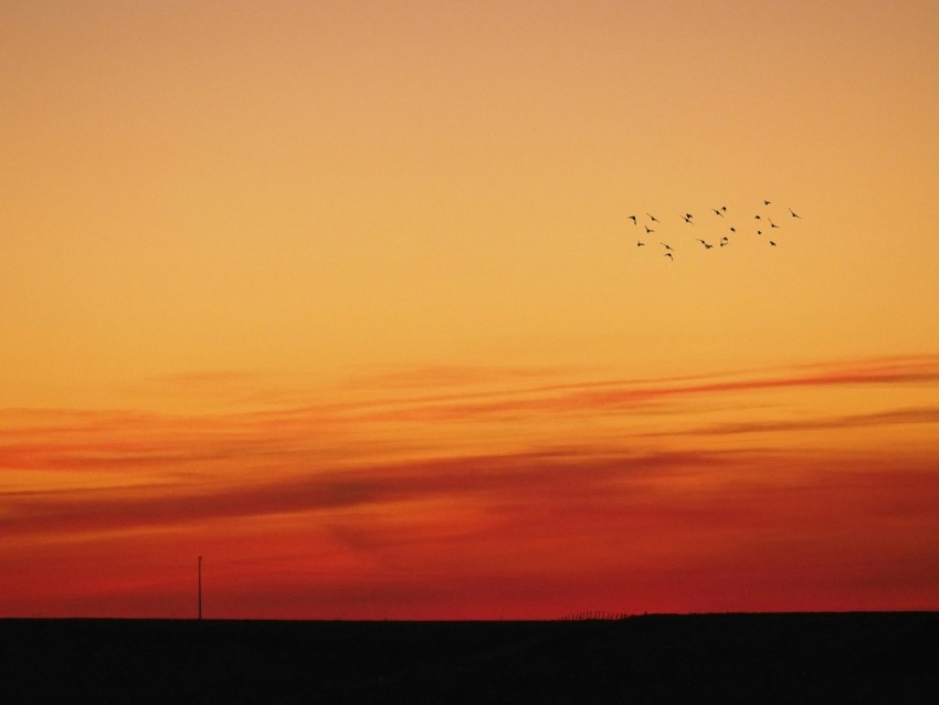 flock of birds